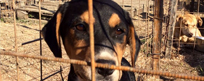 В Сочи открыли приют для бездомных собак «ПовоДог»
