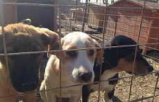 Фонд «Вольное Дело» открыл первый в Сочи приют для собак